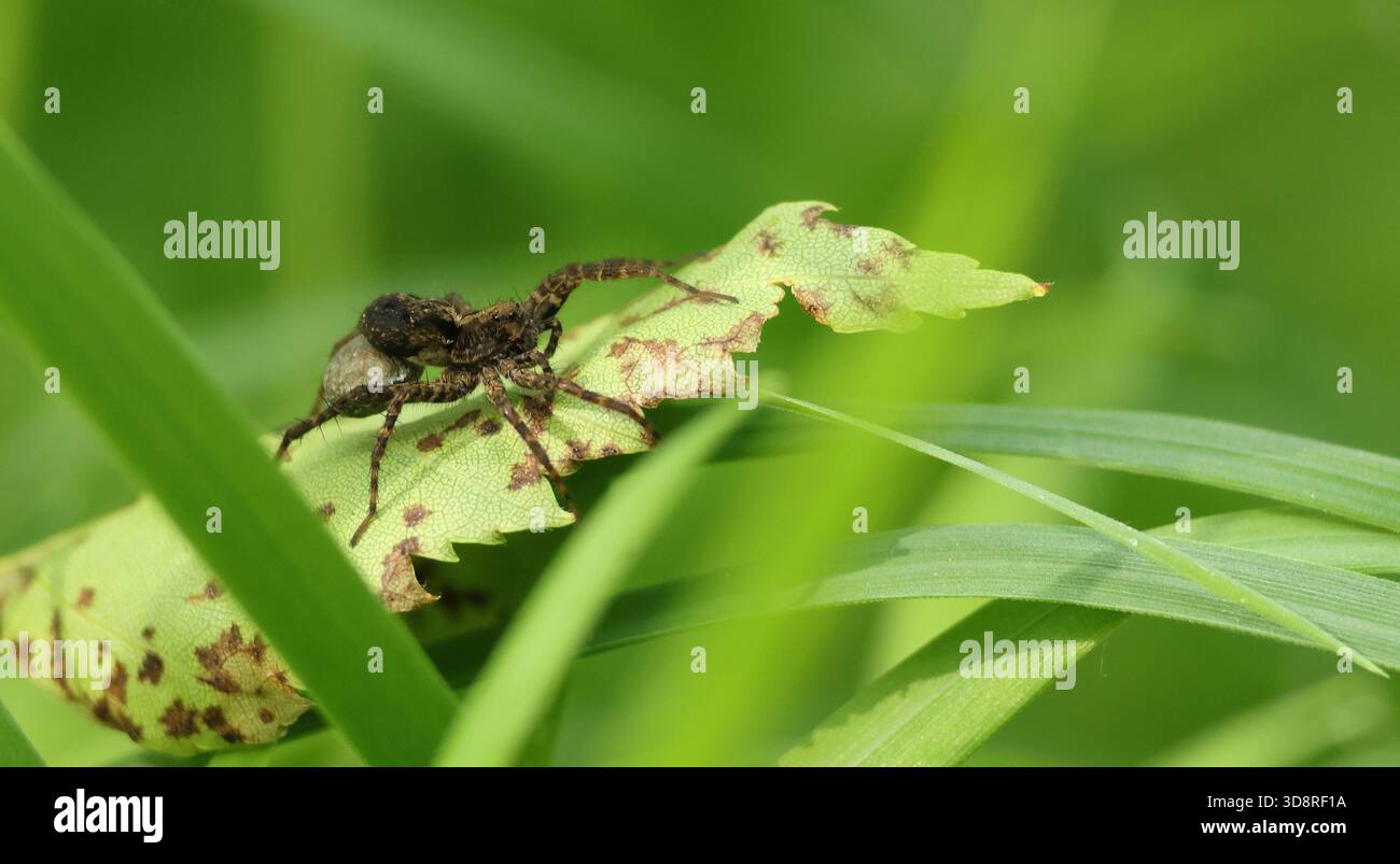 Wolfsspinne mit Jungen Stockfoto