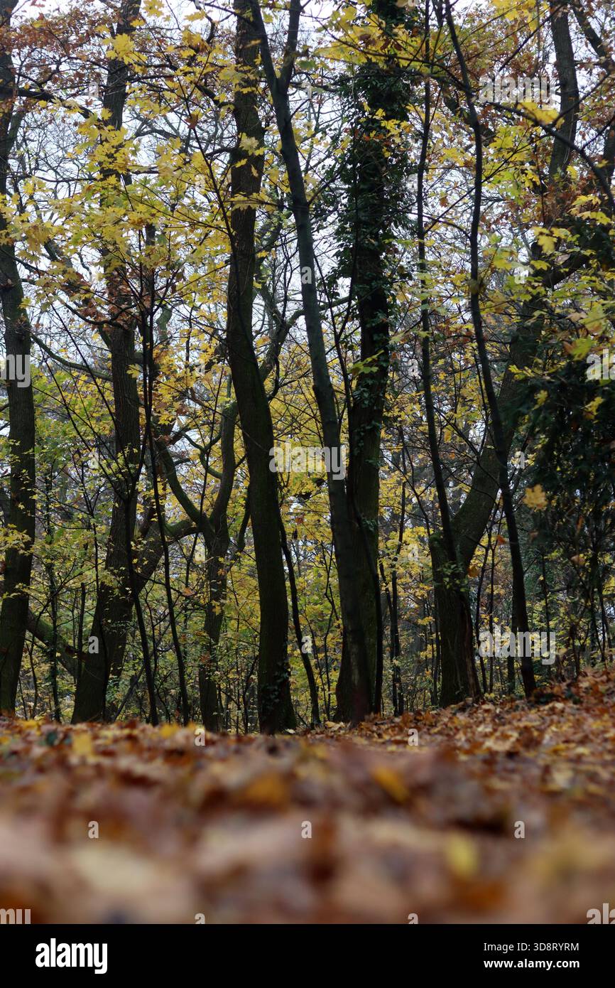 Pfad im Herbstwald mit gelben Blättern und grünen Bäumen an den Seiten Stockfoto