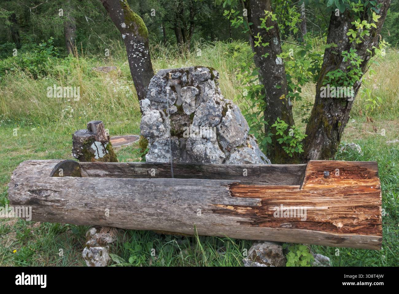 Alte hölzerne Wasserrinne und rustikale Steinquelle auf einer Waldwiese, die traditionelle ländliche Handwerkskunst und natürliche Landschaft zeigt. Stockfoto