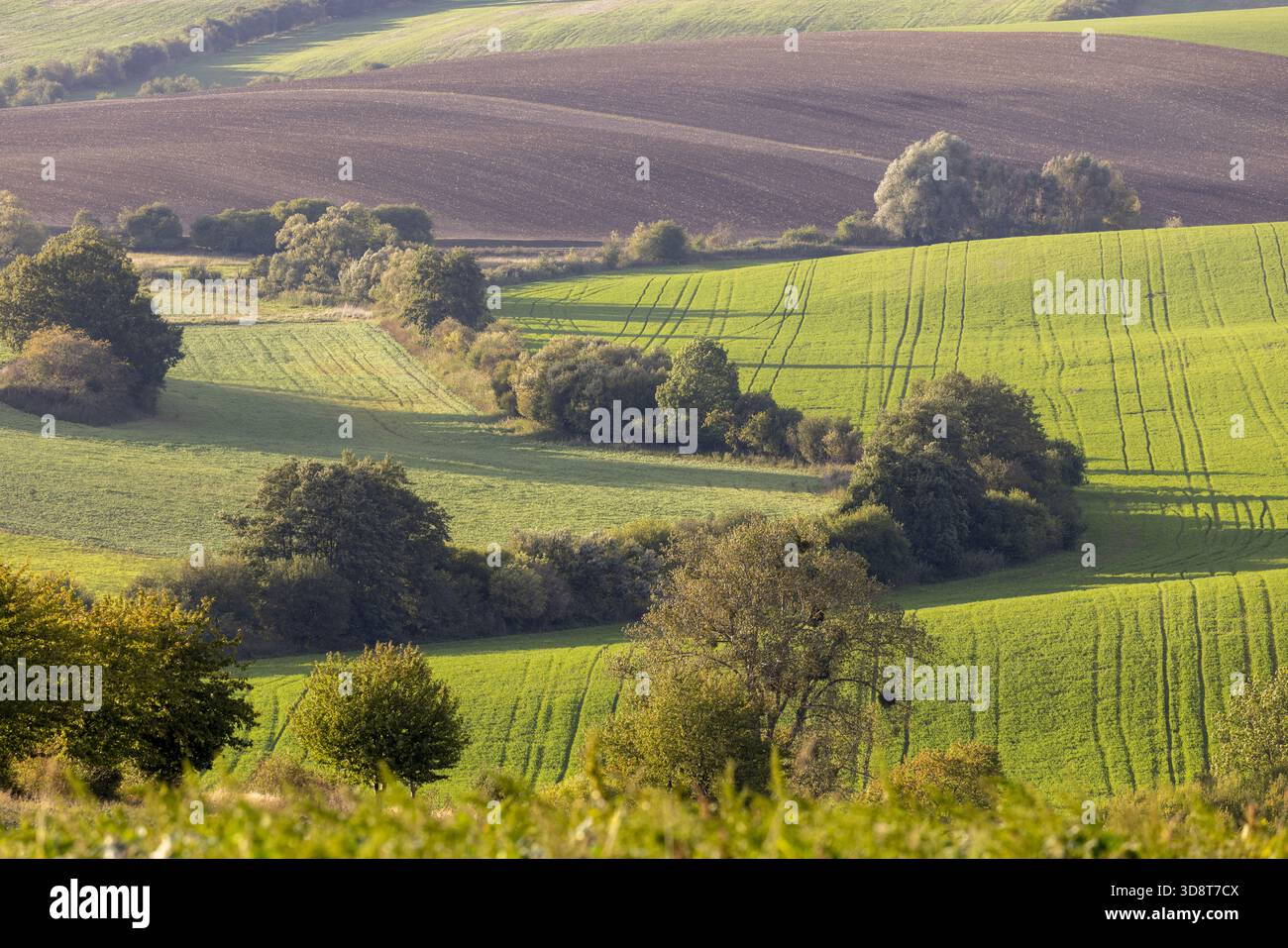 Blick auf lebendige grüne Felder, durchsetzt mit braunen Erdflecken und Baumgruppen unter einem warmen Himmel, die eine malerische Landschaft schaffen, Brünn, Stockfoto