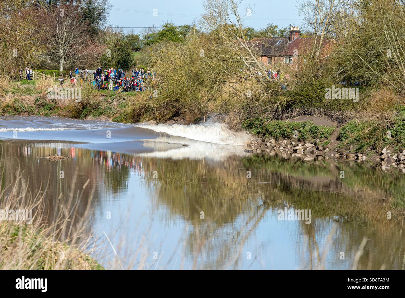Zuschauer beobachten die 4* Severn Bore am 31/3/2025, die auf der Bank in Minsterworth, Gloucestershire, England, Großbritannien, aufbrechen Stockfoto