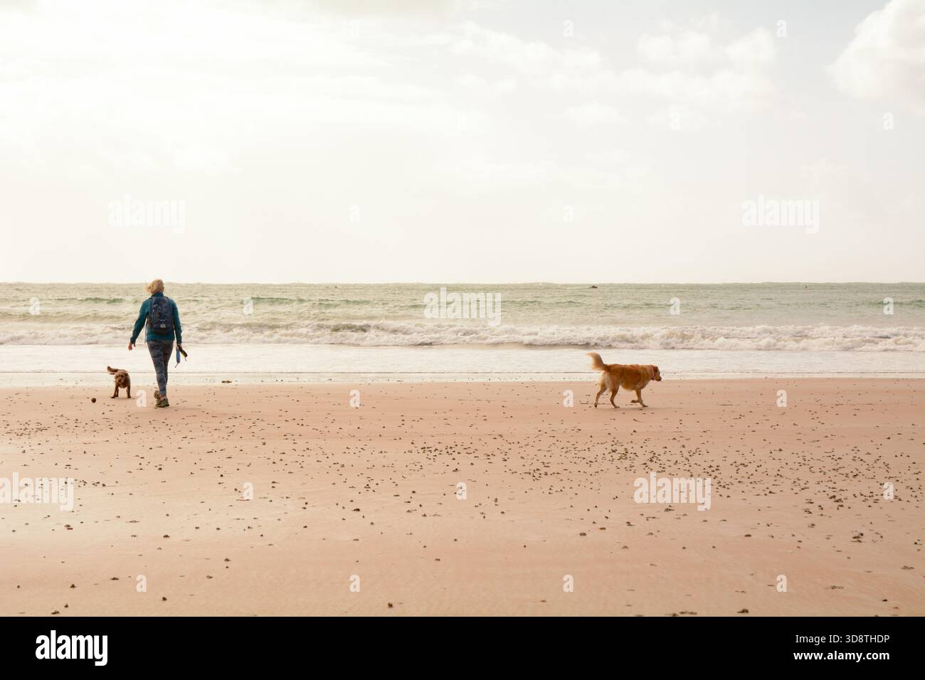 Eine Walkerin und ihre Hunde am Strand von St. Brelade's Bay, St. Brelade, Jersey, den Kanalinseln Stockfoto