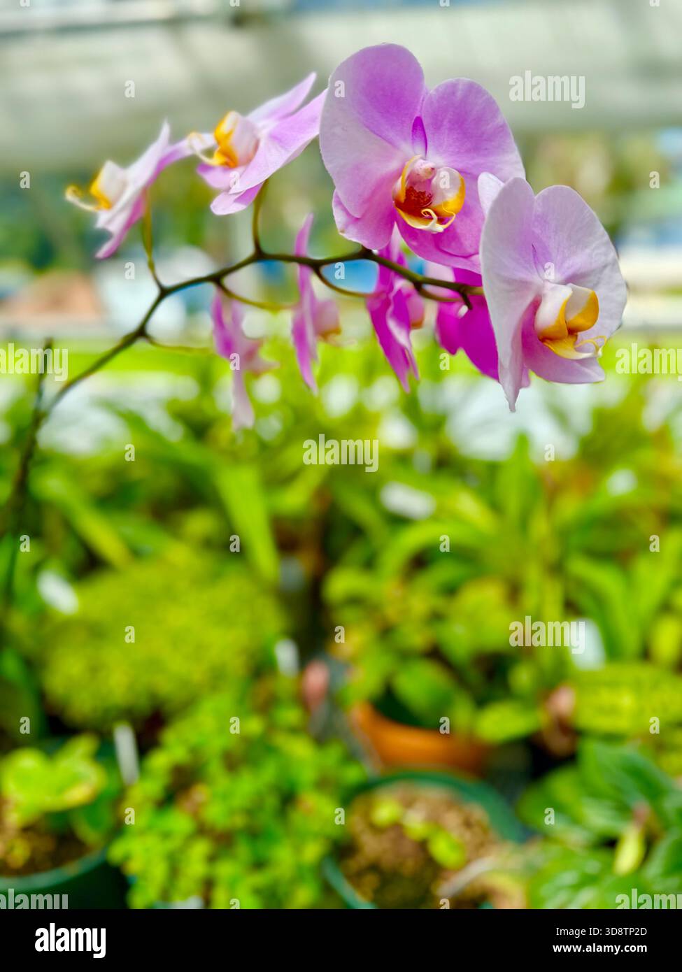 Blumen im Gewächshaus - Smartphone-aufgenommenes Stockfoto