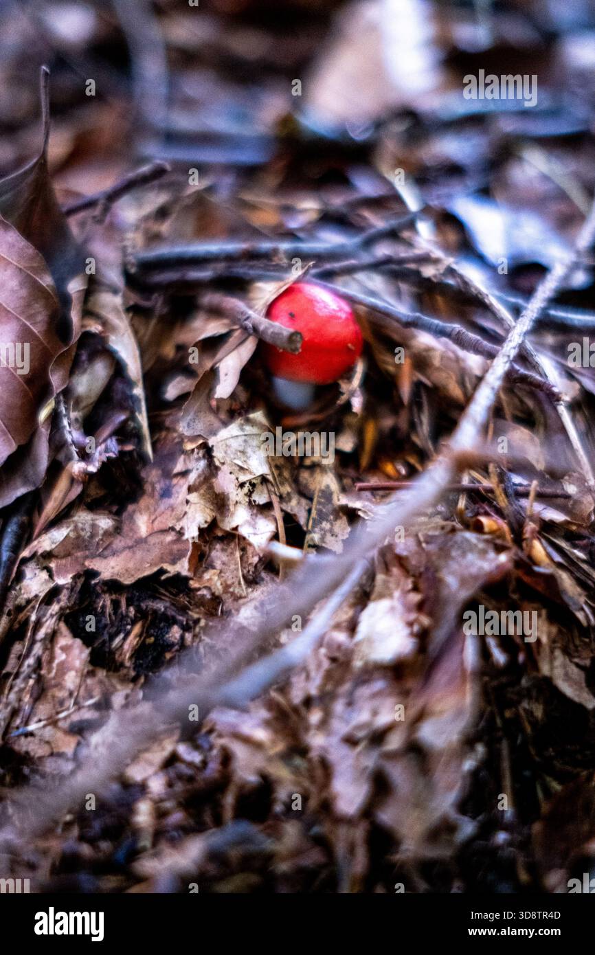 Amanita muscaria Pilz mit einer hellroten Kappe und weißen Warzen zwischen getrockneten Blättern im Wald von Col d Ayens in Couserans in Ariege auf dem Massiv d Stockfoto