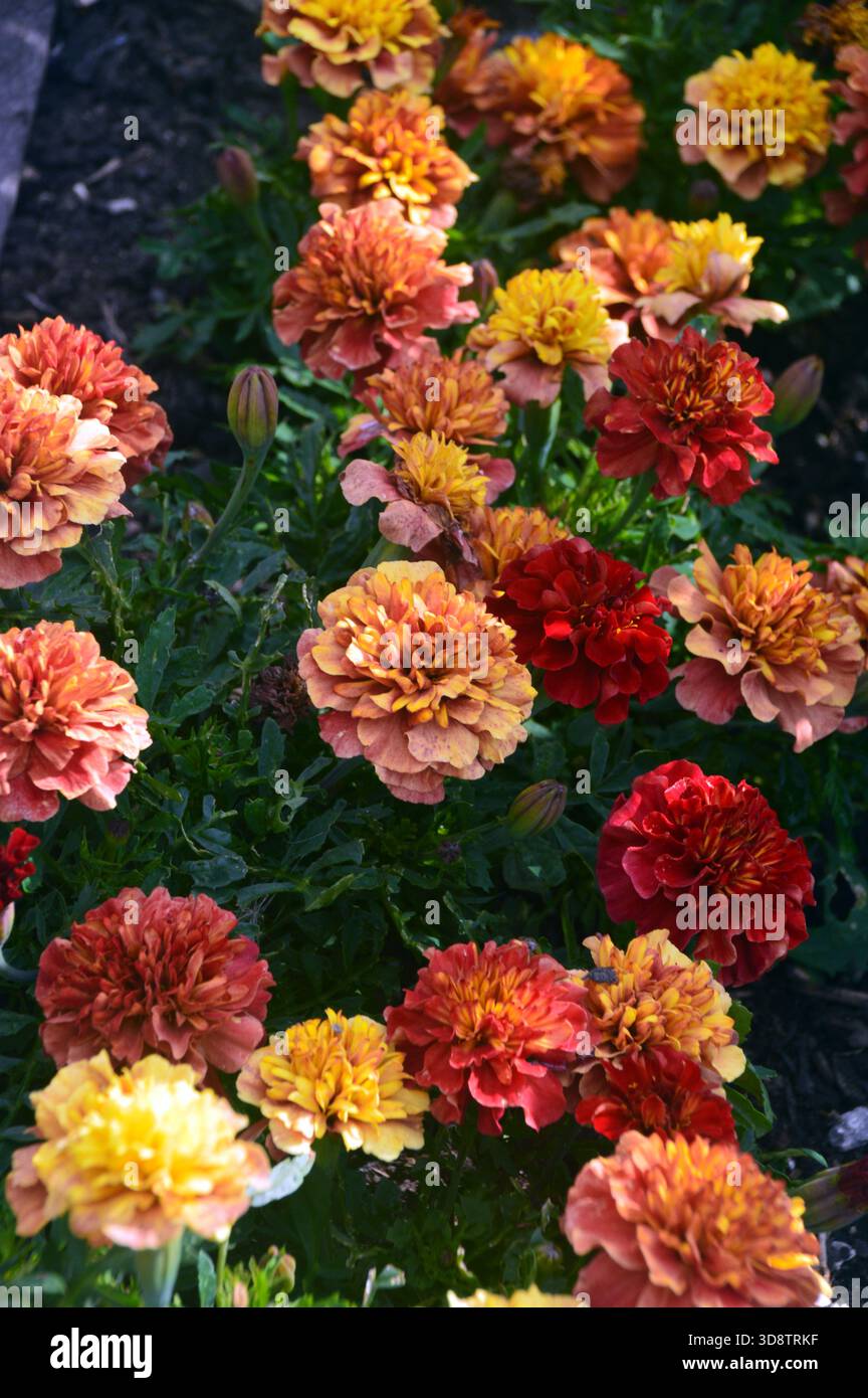 Tagetes patula „Strawberry Blonde“ (French Marigolds) auf der RHS Garden Harlow Carr, Harrogate, Yorkshire, England, Großbritannien. Stockfoto