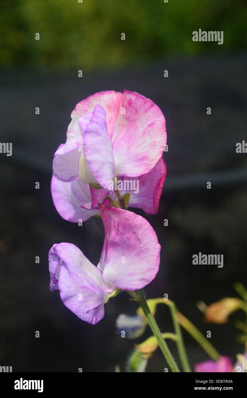 Einzelne lila/rosafarbene Lathyrus Odoratus (Sweet Pea) Blume im RHS Garden Harlow Carr, Harrogate, Yorkshire, England, Großbritannien. Stockfoto