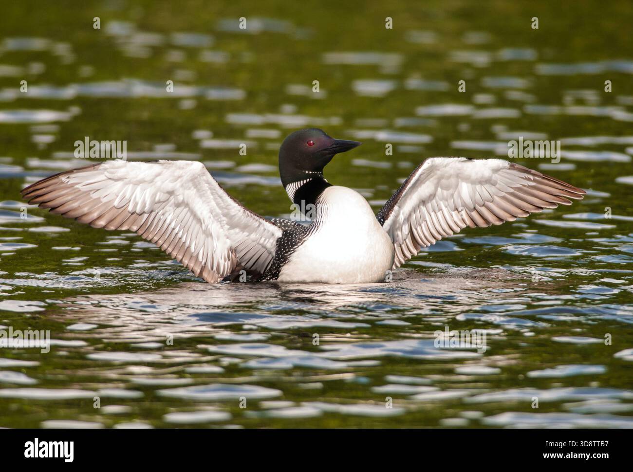 Der Loon steigt aus dem Wasser und schlägt mit seinen Flügeln auf dem Camp Three Lake bei Laona, Wisconsin. Stockfoto