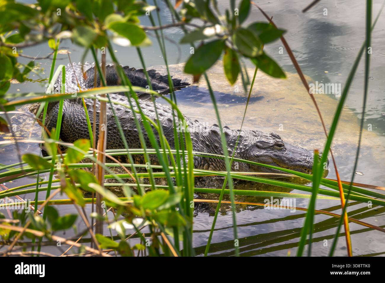 Profilansicht eines Alligators im Wasser am Blue Hole Lake in Big Pine Key, Florida Stockfoto
