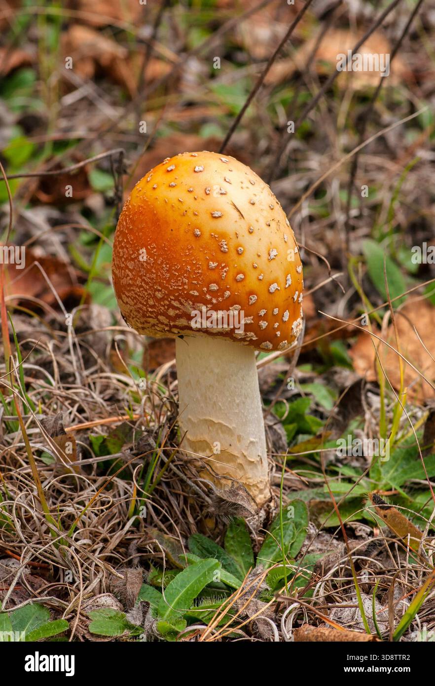 Amanita muscaria Pilze im Spätsommer im Chequamegon-Nicolet National Forest, Florence County, Wisconsin, mit rotem Kappe und Waldboden. Stockfoto