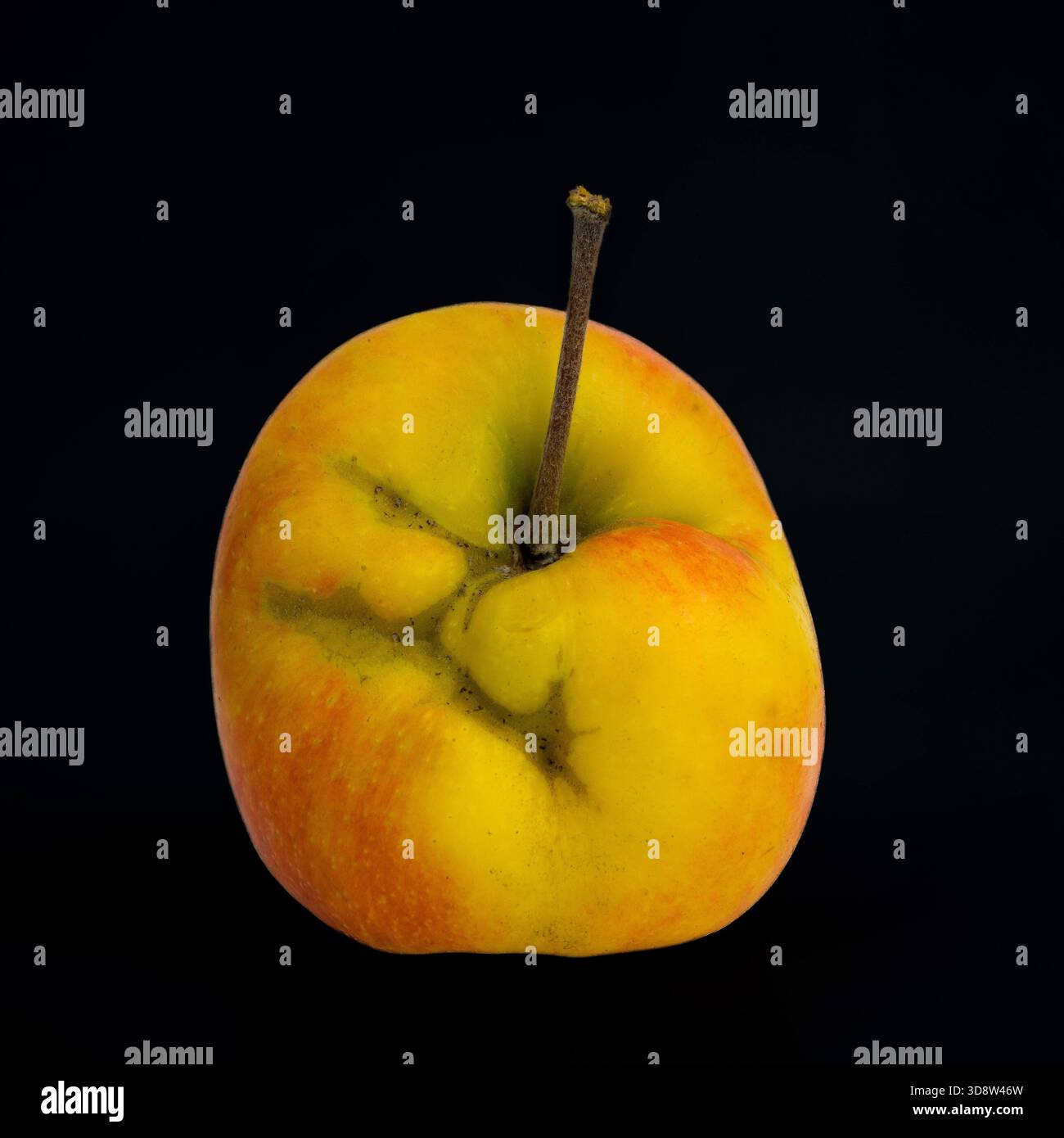 Einzelner gelber und roter Apfel mit einem Stiel auf schwarzem Hintergrund, Studioaufnahme Stockfoto
