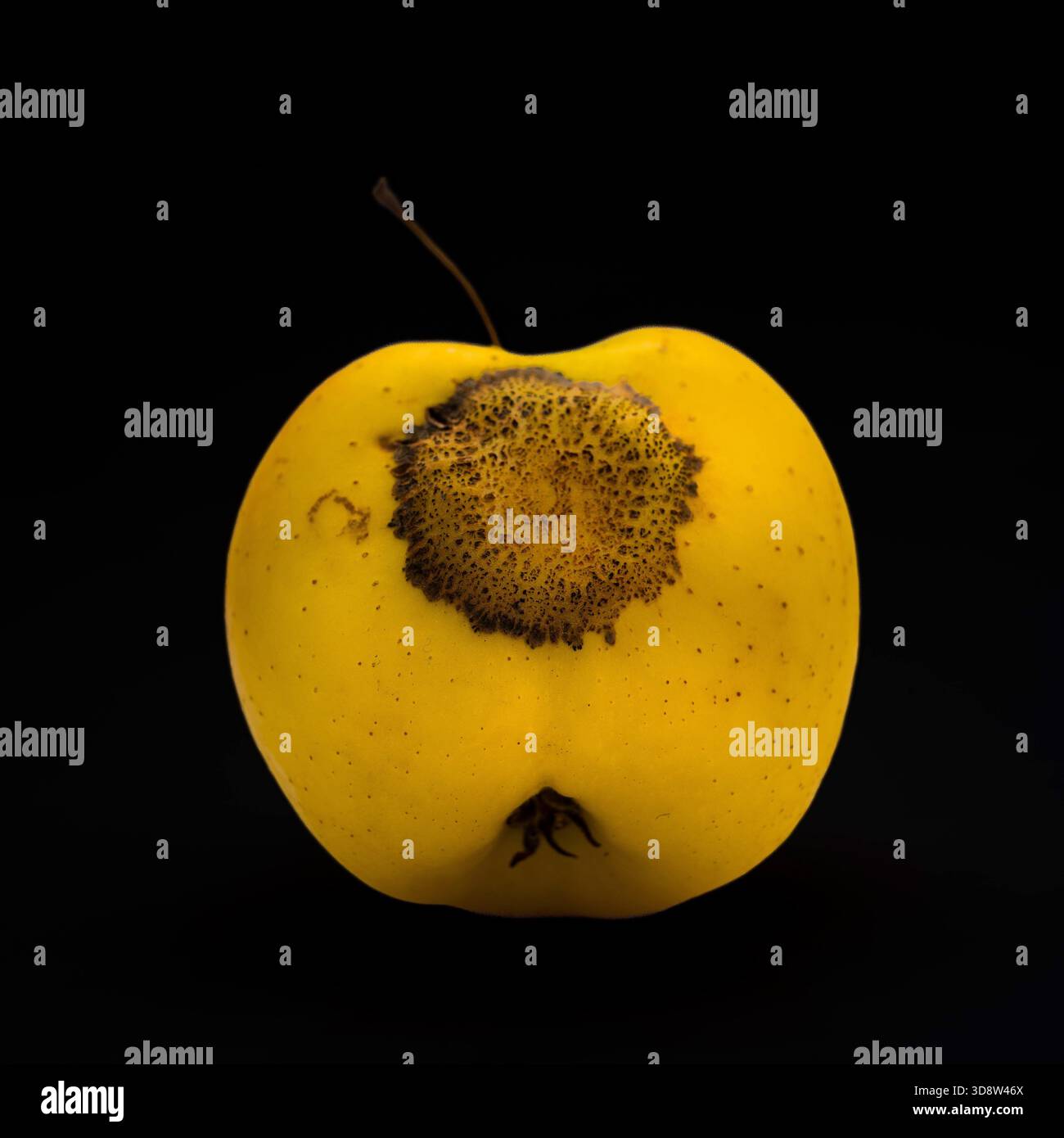 Verrotteter goldener, köstlicher Apfel mit Anzeichen von Verfall auf schwarzem Hintergrund Stockfoto