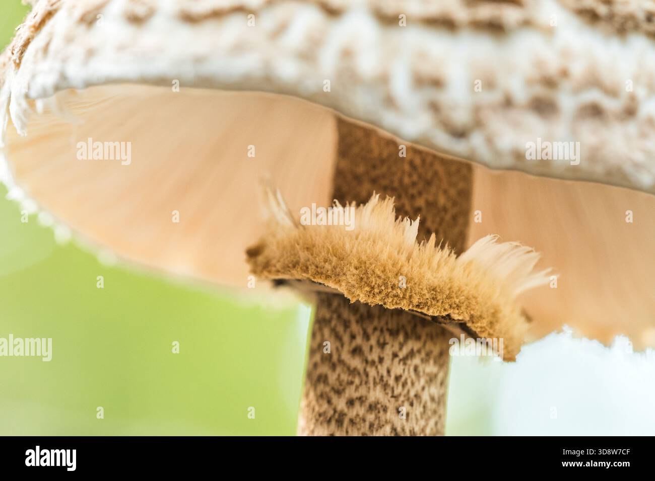 Parasolpilz (Macrolepiota procera) essbarer Waldpilz Stockfoto