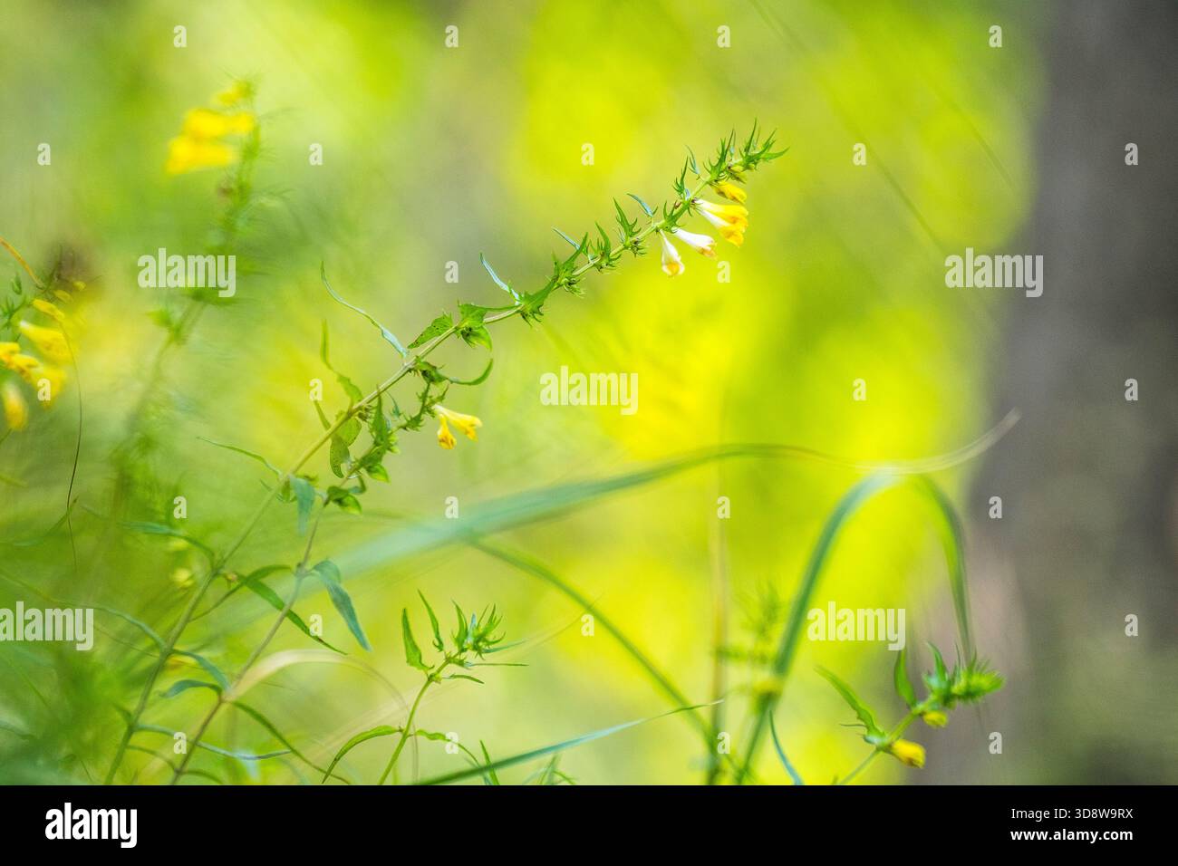 Gemeiner Kuhweizen (Melampyrum pratense) in der Blume Stockfoto