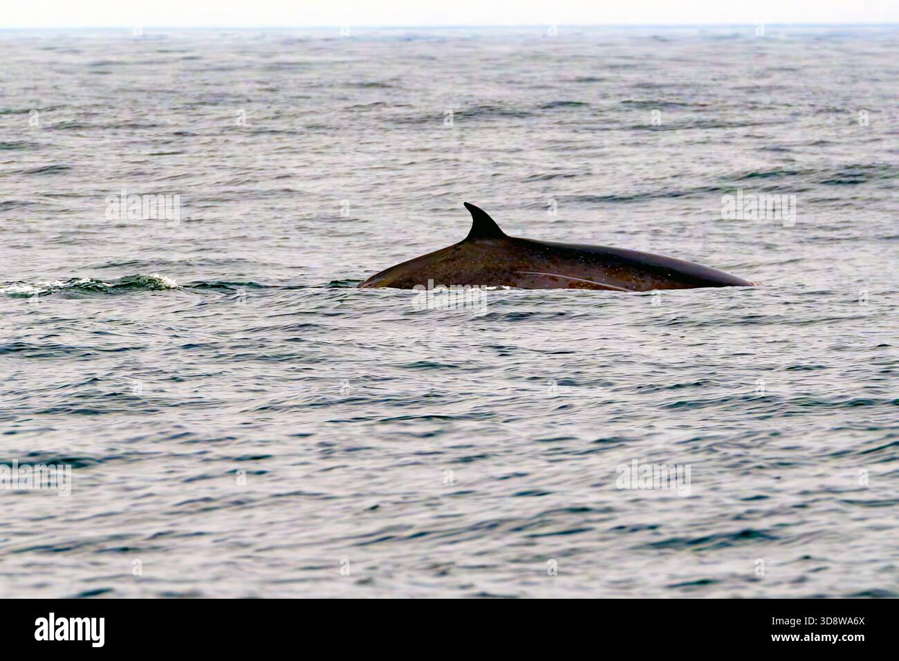 Bryde's Whale (Balaenoptera brydei) vom Walker Bay Whale Sanctuary, Westkap, Südafrika im November. Stockfoto