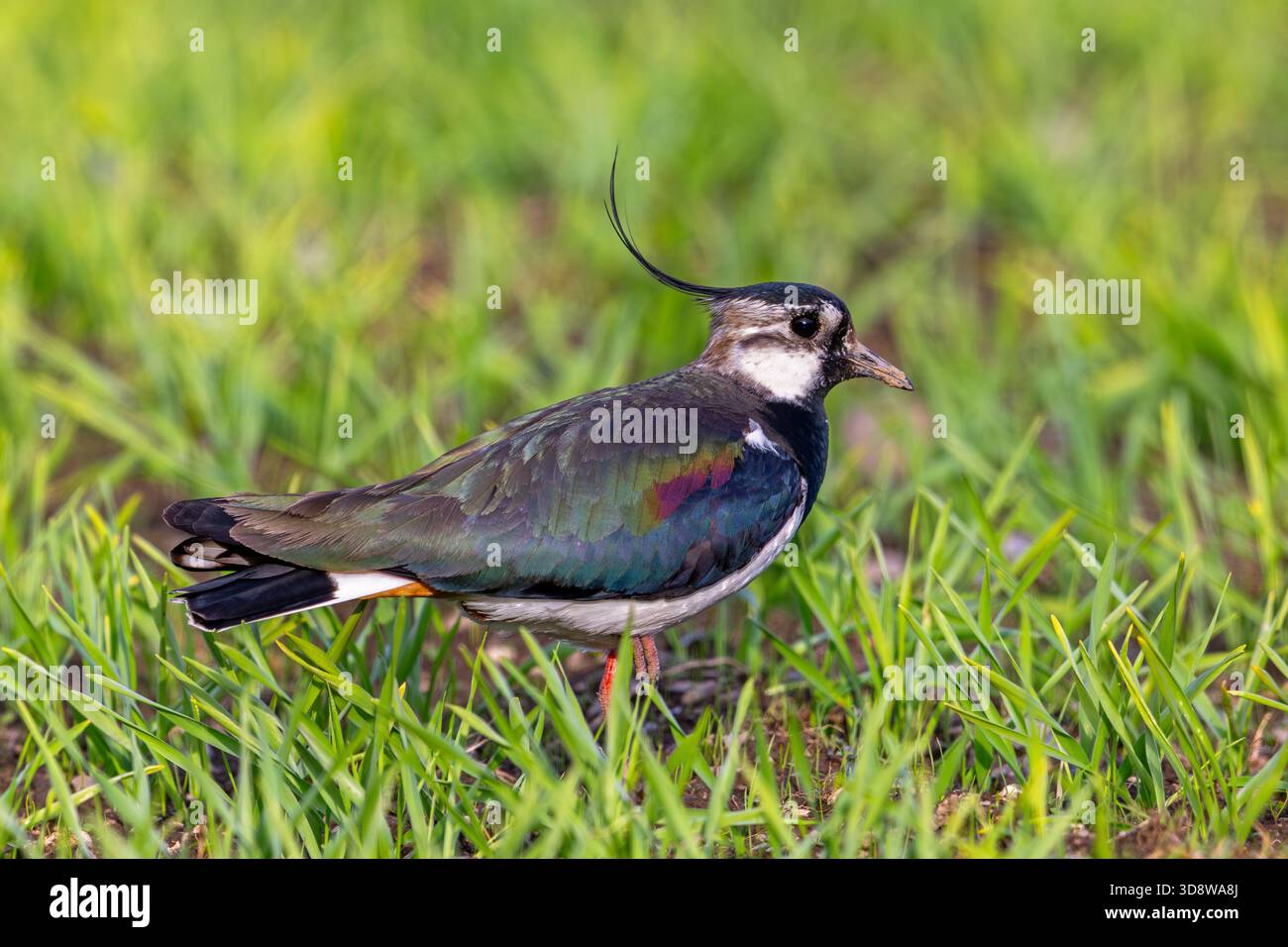 Nördlicher Kiebitz (Vanellus vanellus) erwachsener Männchen im Sommergefieder, der im Frühjahr auf dem Feld/Grasland auf der Suche ist Stockfoto