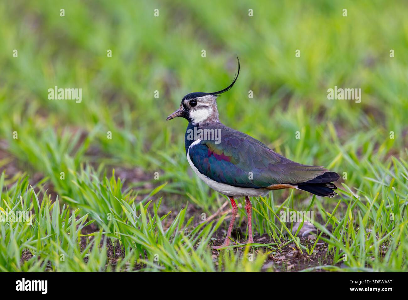 Nördlicher Kiebitz (Vanellus vanellus) erwachsener Männchen im Sommergefieder, der im Frühjahr auf dem Feld/Grasland auf der Suche ist Stockfoto