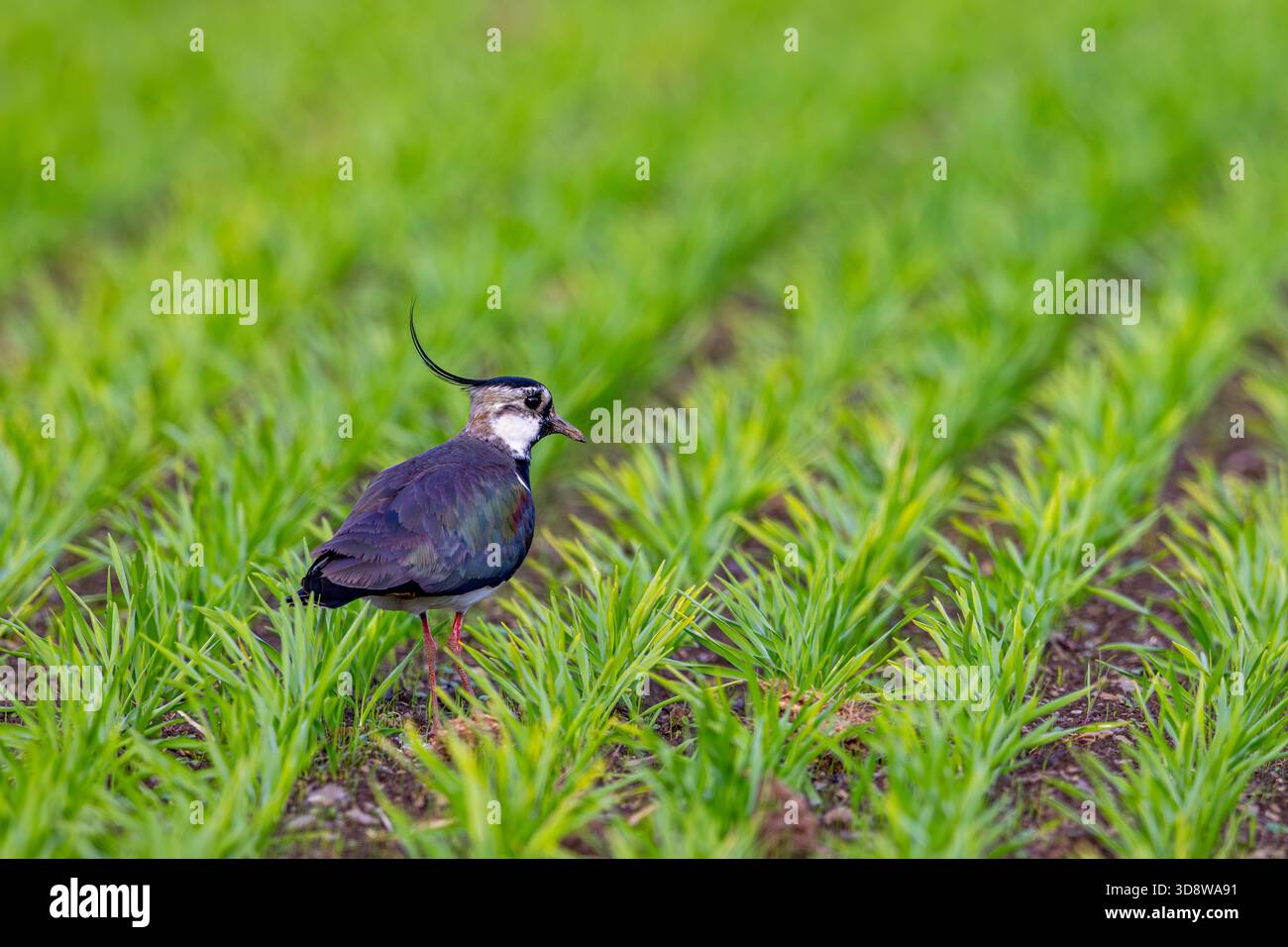 Nördlicher Kiebitz (Vanellus vanellus) erwachsener Männchen im Sommergefieder, der im Frühjahr auf dem Feld/Grasland auf der Suche ist Stockfoto