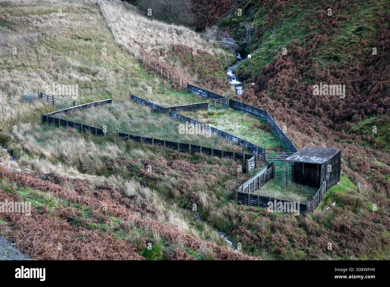 Editorial Llanwrtwd Wells, Wales - 30. November 2025: Stillgelegte Schafskammer auf den Hügeln von Mid Wales Stockfoto