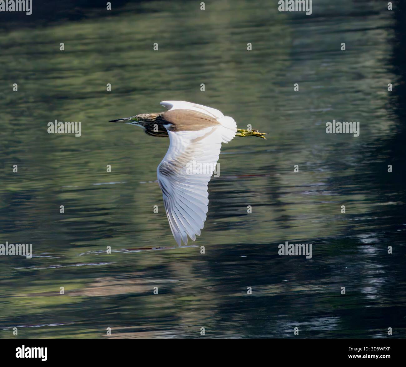 squacco Reiher fliegen, Ardeola ralloides, Nil River, Luxor, Ägypten Stockfoto