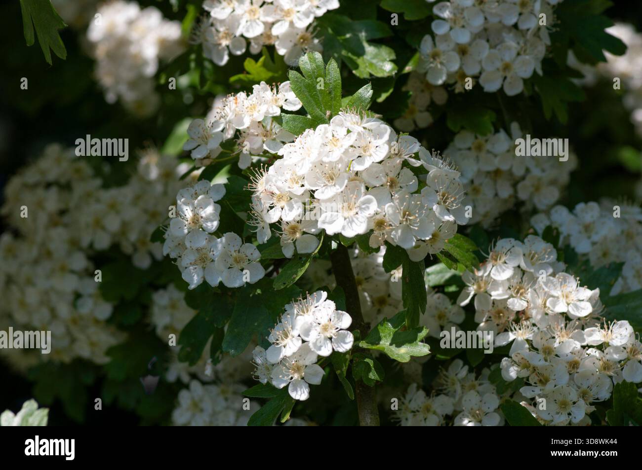Frühlings Natur Hintergrund der Maiblüte bedeckt den Weißdorn. Stockfoto