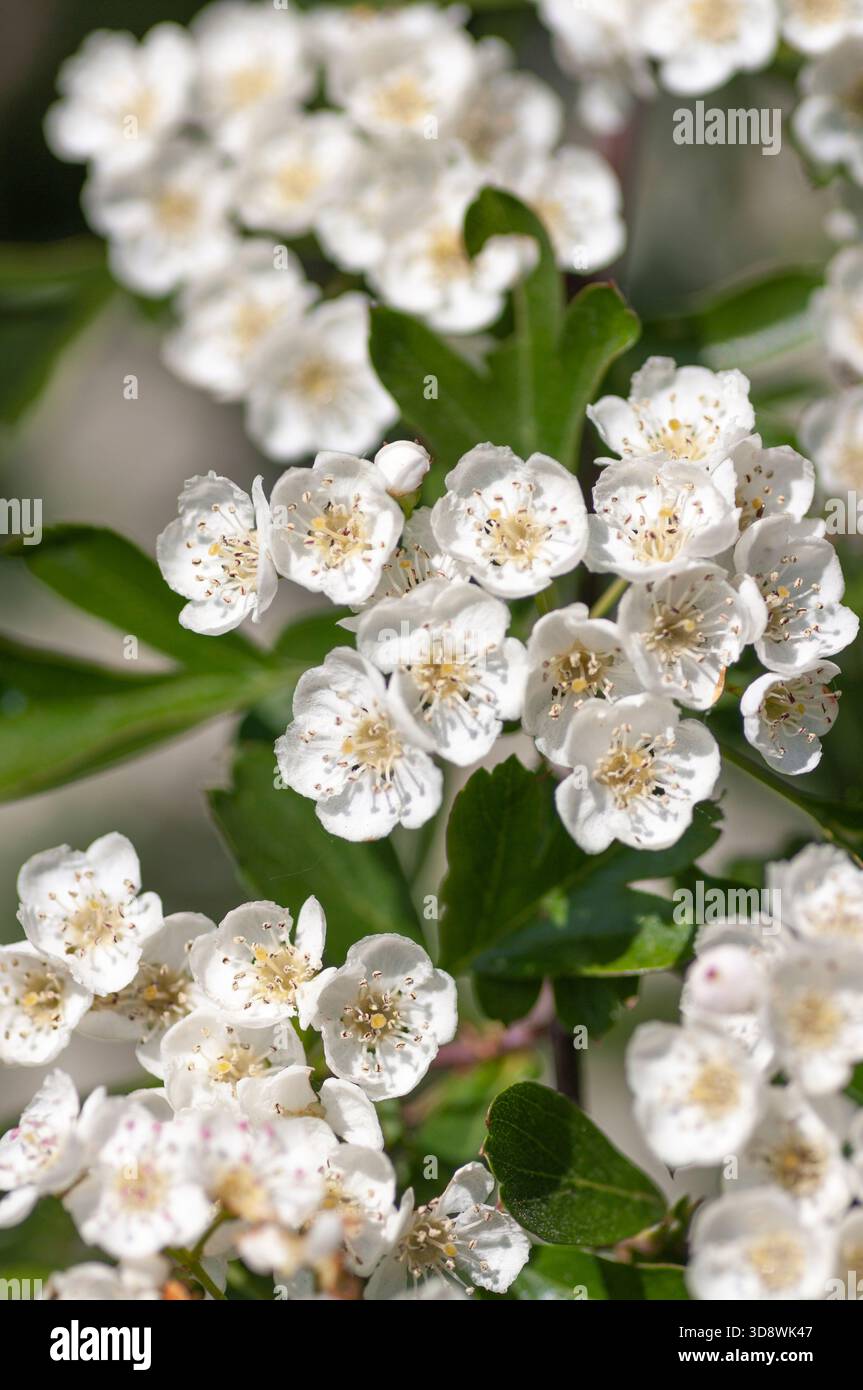 Nahaufnahme der üppigen weißen Blüten der Maiblüte, die auf dem Weißdornbaum wachsen. Stockfoto