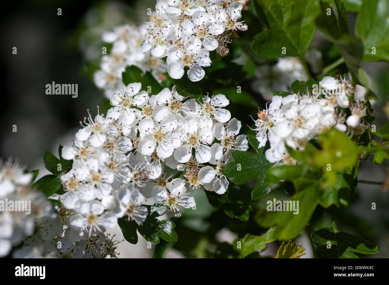 Weiße Maiblüten wachsen auf dem Weißdornbaum aus nächster Nähe. Stockfoto