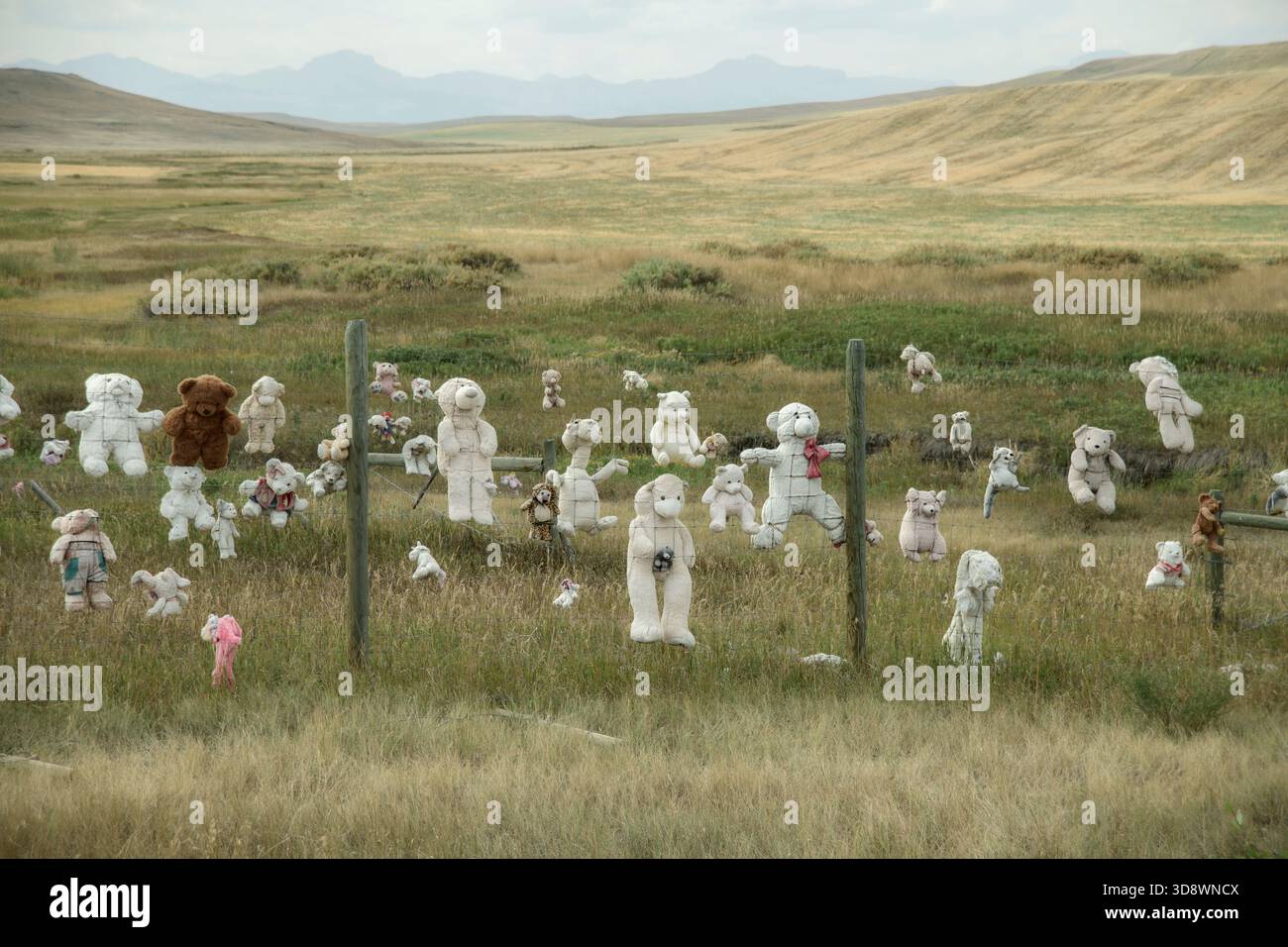 USA, Great Plains, Montana, Choteau, Grasland, High Plains Landschaft, Teddy Monument, Rocky Mountains Stockfoto