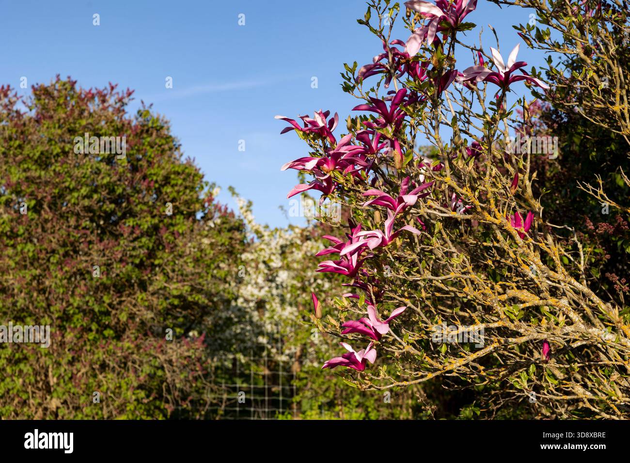 Magnola blüht im Frühling - Creston, BC, Kanada Stockfoto
