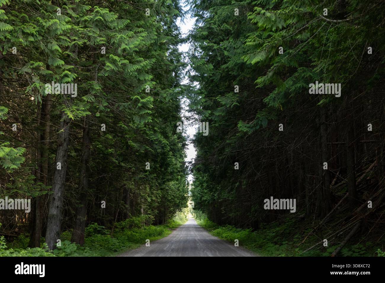 Sekundärer Highway 31, der im Sommer zwischen Galena Bay und Kaslo durch den Wald führt – British Columbia, Kanada Stockfoto