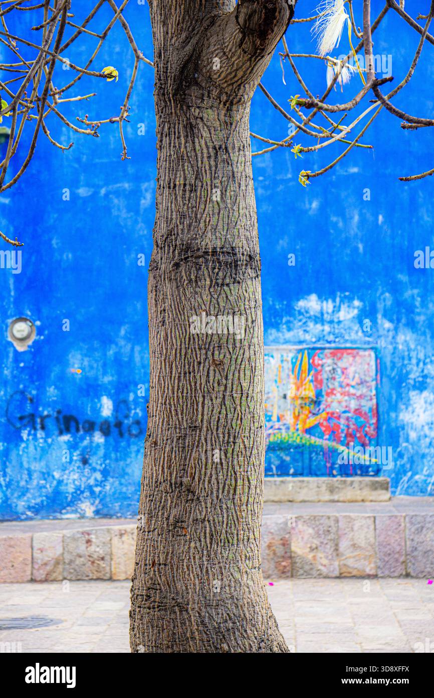 Baumstamm und blaue Wand in Oaxaca Stockfoto