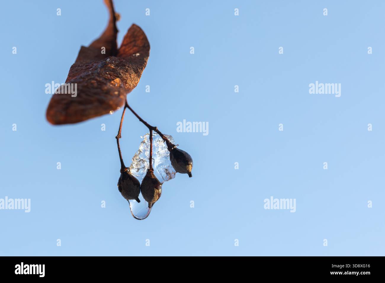 Trockene Lindenfrüchte hängen an einem Wintertag an einem gefrorenen Zweig. Eine Nahaufnahme fängt eine kleine Ansammlung von Beeren und verwelkten Blättern auf einem schlanken Zweig ein Stockfoto