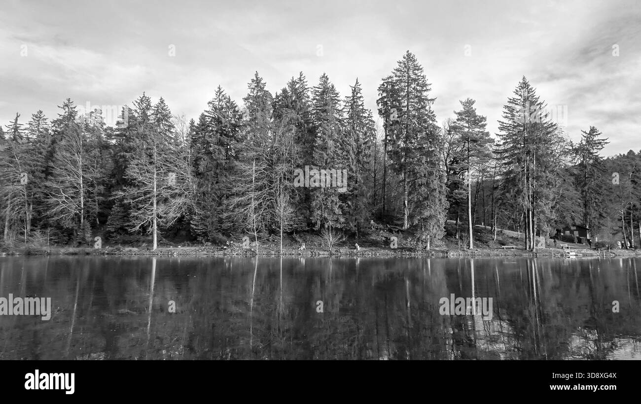 Ein Schwarzweiß-Blick auf einen ruhigen Waldsee mit Bäumen, die sich auf der stillen Wasseroberfläche spiegeln. Stockfoto