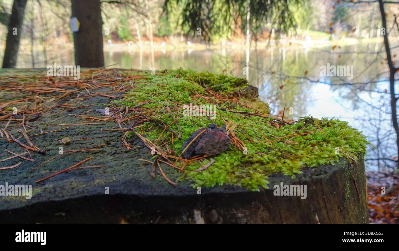 Moos (Bryophyta) und gefallene Kiefernnadeln von Pinus spp Decken Sie einen alten Baumstumpf neben einem ruhigen Waldsee. Stockfoto