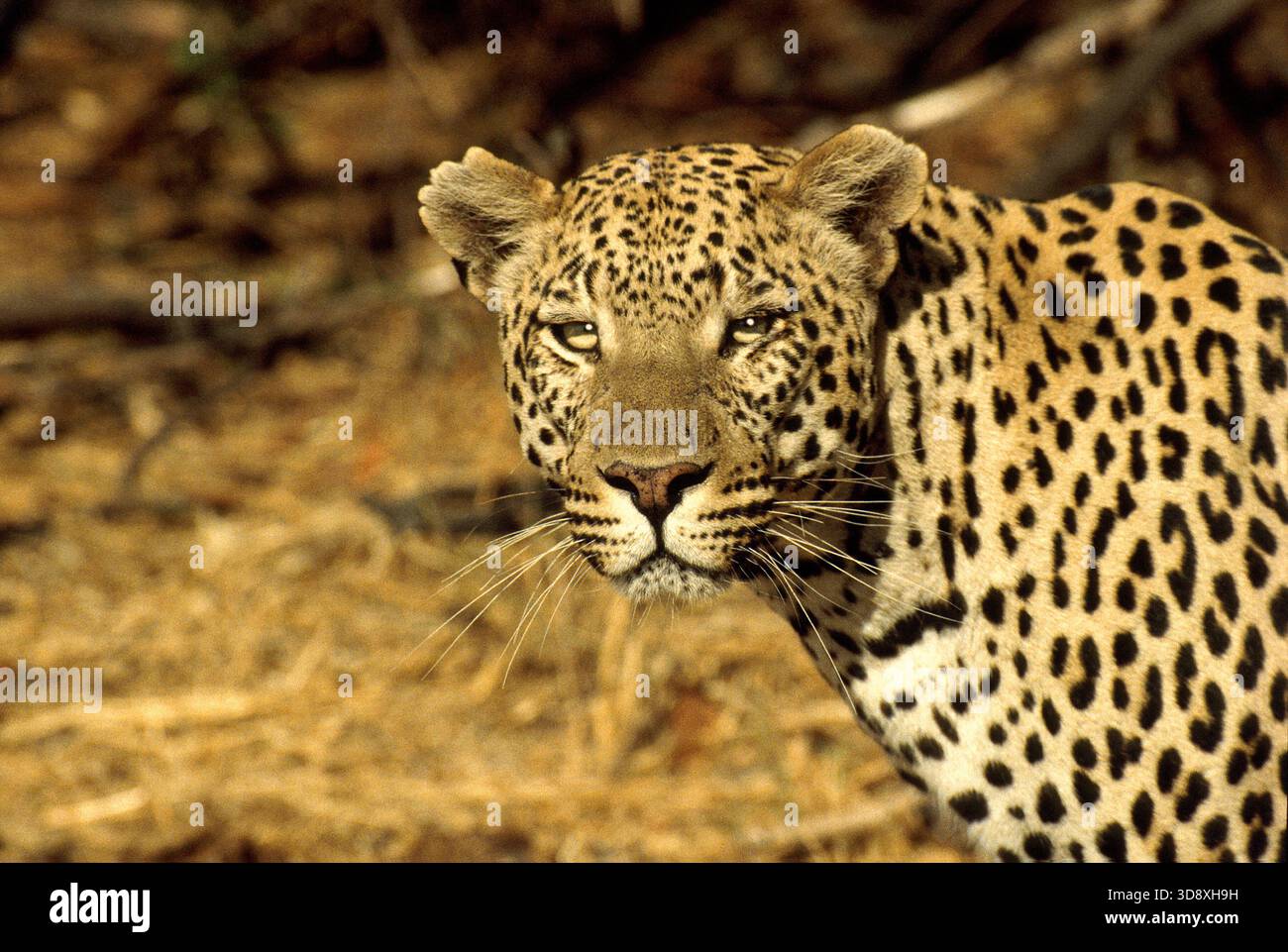Wilder männlicher Leopard, Panthera pardus, Felidae. Botswana, Afrika. Stockfoto