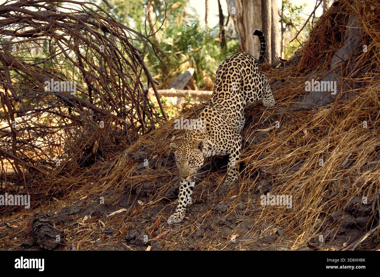Wilder männlicher Leopard, Panthera pardus, Felidae. Botswana, Afrika. Stockfoto