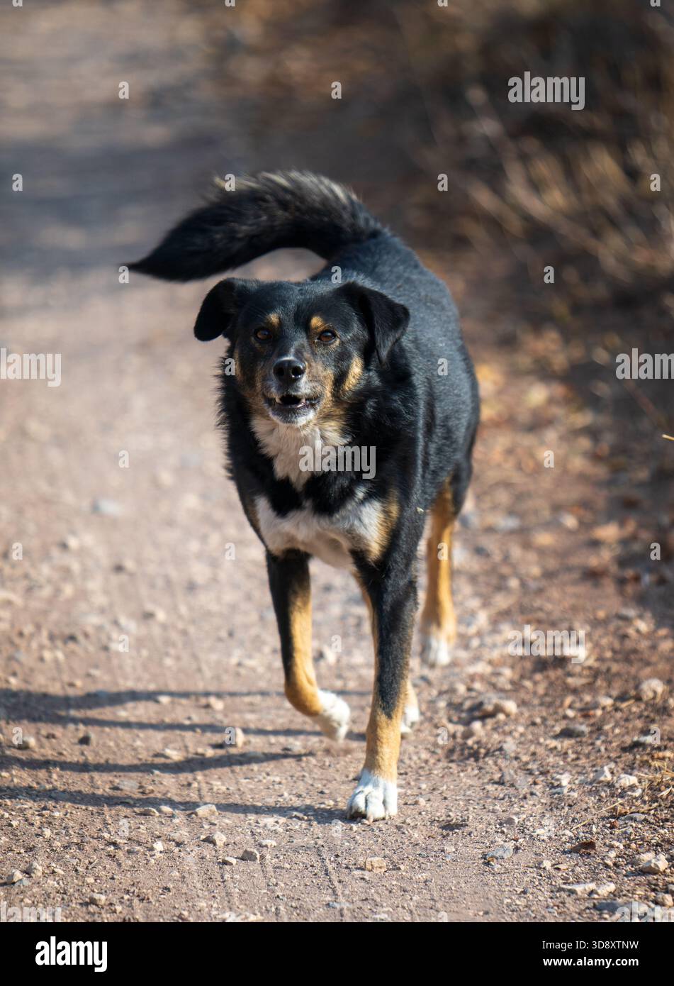 Ein schwarz-brauner Hund läuft auf einem Feldweg. Der Hund blickt nach vorne und konzentriert sich auf etwas Stockfoto