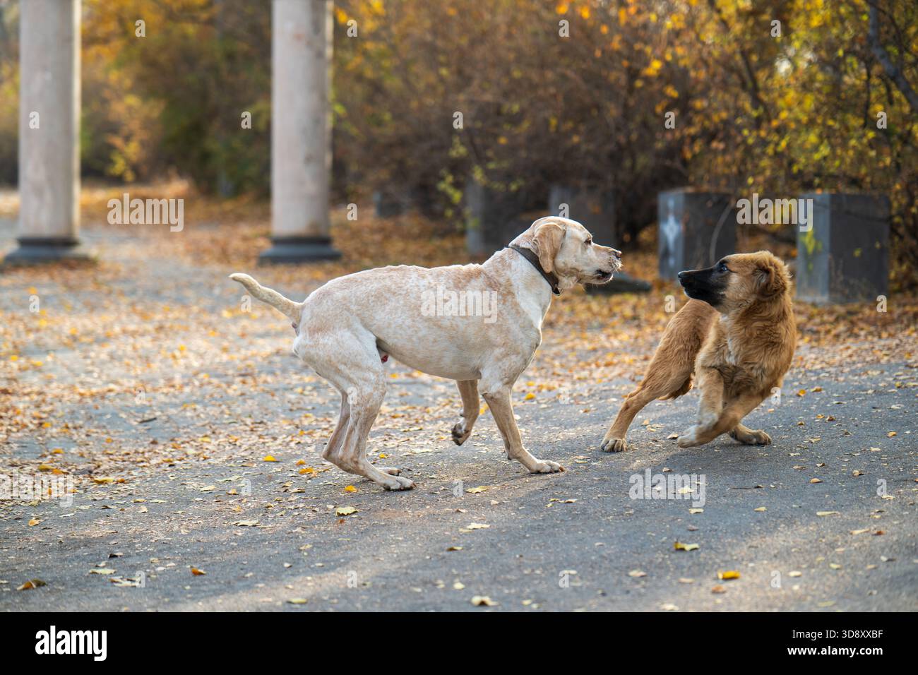 Zwei Hunde spielen auf der Straße, einer ist braun und der andere weiß. Der braune Hund jagt den weißen Hund Stockfoto