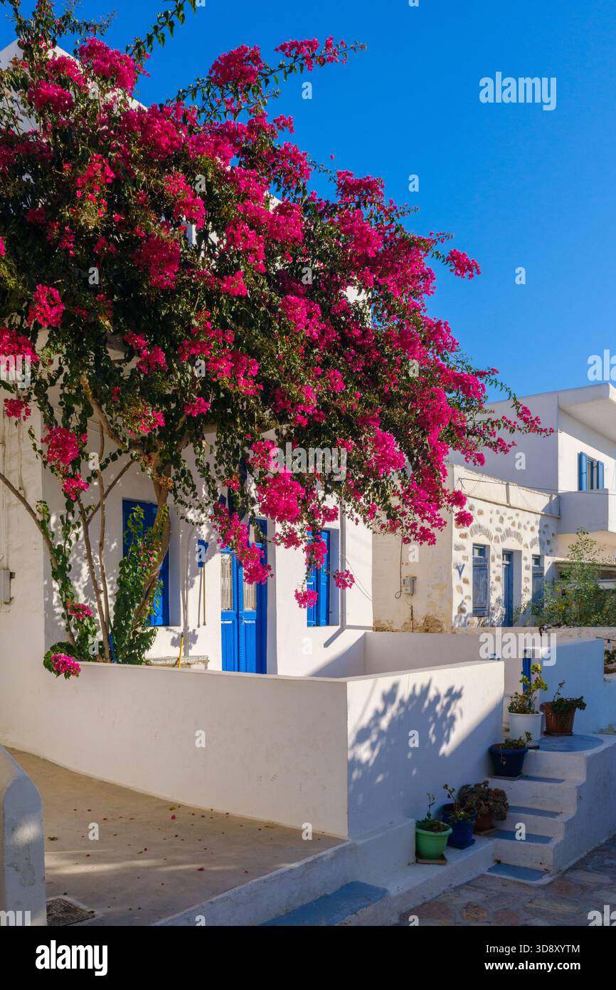 Ein traditionelles weiß getünchtes Haus mit einem großen, blühenden Bougainvillea-Baum, der seine Fassade bedeckt Stockfoto