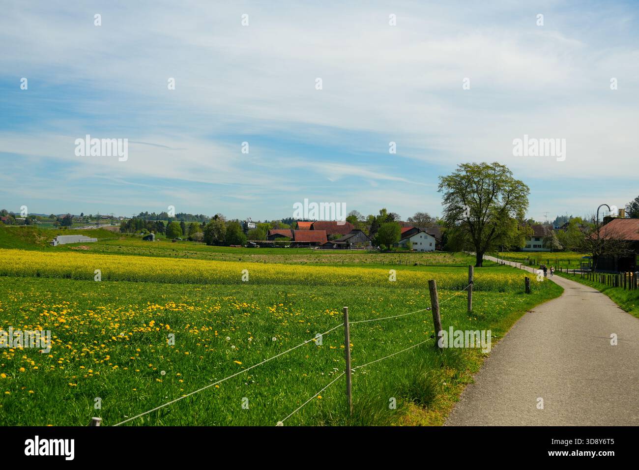 Idyllische Schweizer Landschaft mit einem gepflasterten Weg, der sich durch gelbe Rapsfelder zu Bauernhäusern unter blauem Frühlingshimmel schlängelt. Stockfoto