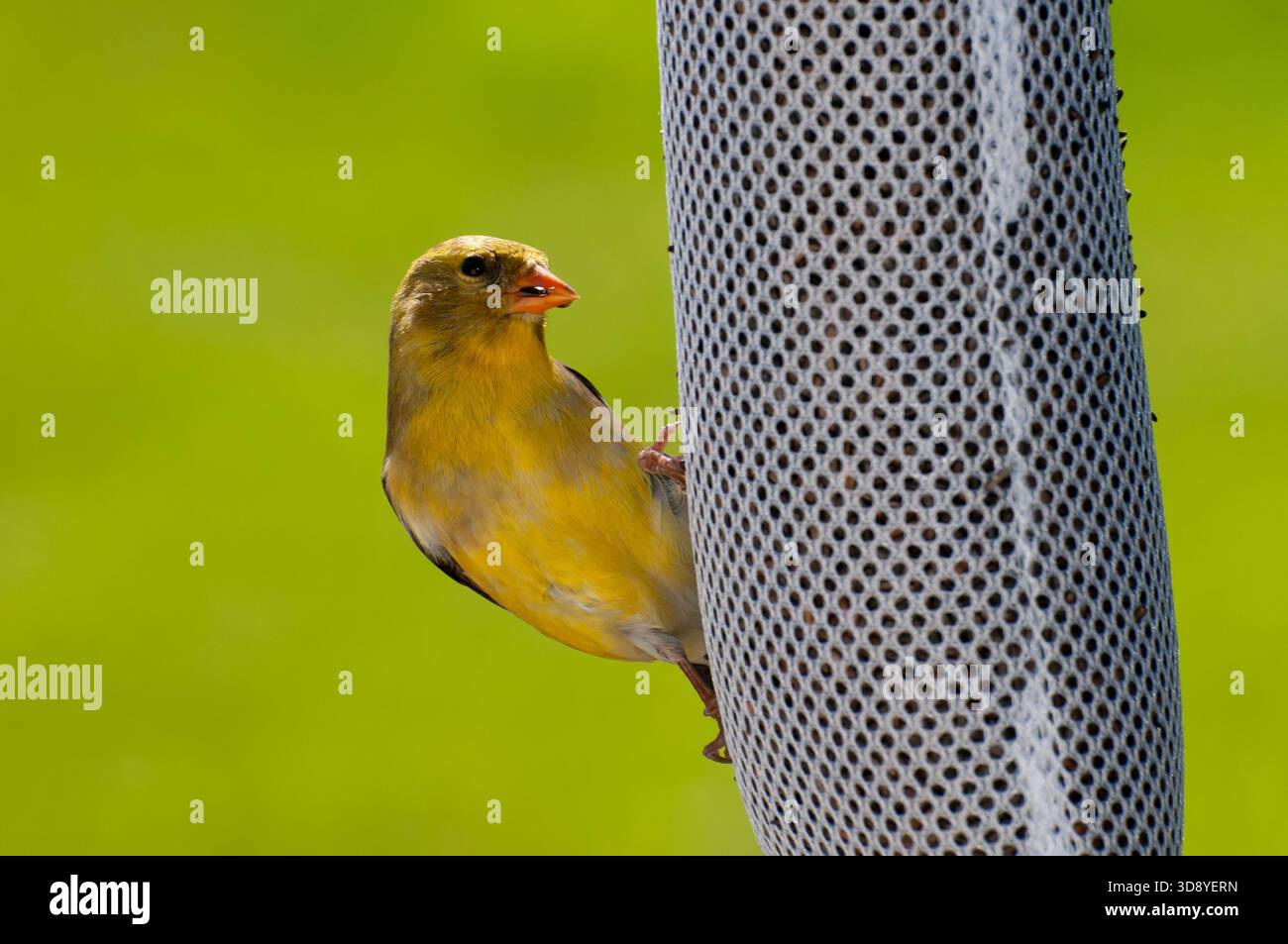 Vadnais Heights, Minnesota. Nahaufnahme eines amerikanischen Goldfinchs, Spinus tristis, der Nyjer-Samen aus einer Socke isst. Stockfoto