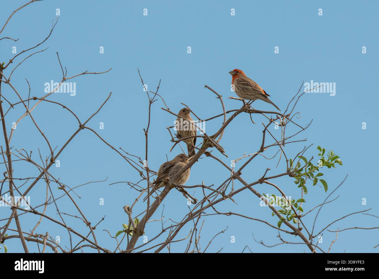 Laguna Beach, Kalifornien. Laguna Coast Wilderness Park. Drei Hausfinken, Carpodacus mexicanus, der in Ästen im Park thront. Stockfoto
