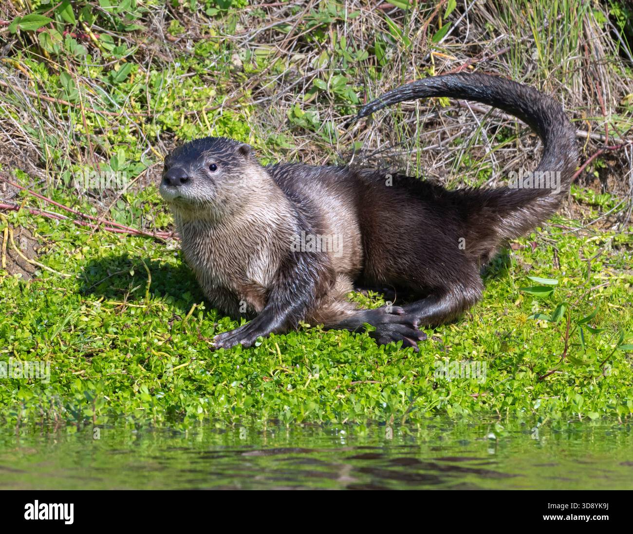 Nordamerikanischer Flussotter (Lontra canadensis) auf üppig grünem Gras am Rande eines ruhigen Teichs in Galveston, Texas. Stockfoto