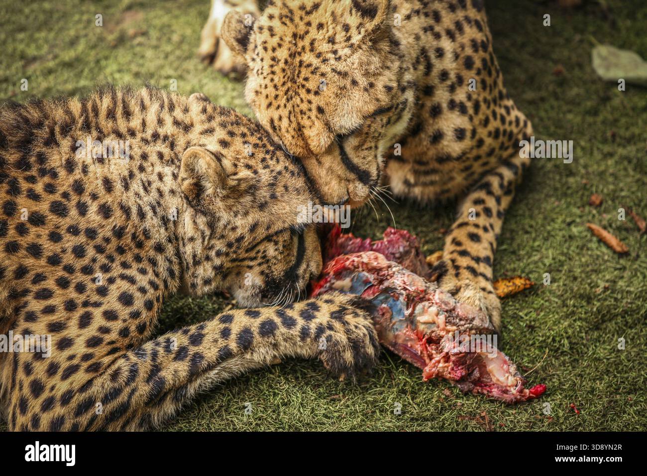 Gepard Schlemmen auf ein Stück frisches Fleisch Stockfoto