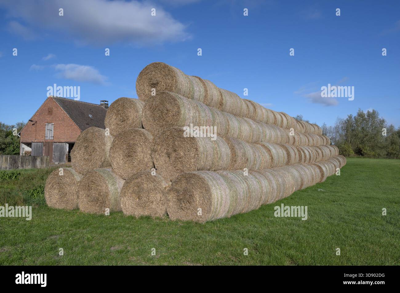 Gestapelte Rundstrohballen der landwirtschaftlichen Genossenschaft auf einer Wiese, hinten im Kuhstall, Othenstorf, Mecklenburg-Vorpommern, Deutschland Stockfoto