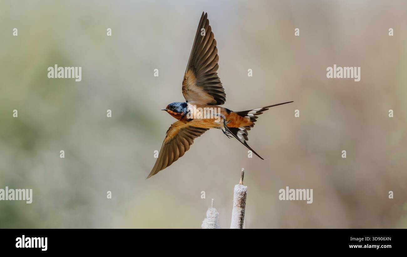Scheune schlucken im Flug, nachdem sie sich auf einem Katzenschwanz niedergelassen hat. Stockfoto