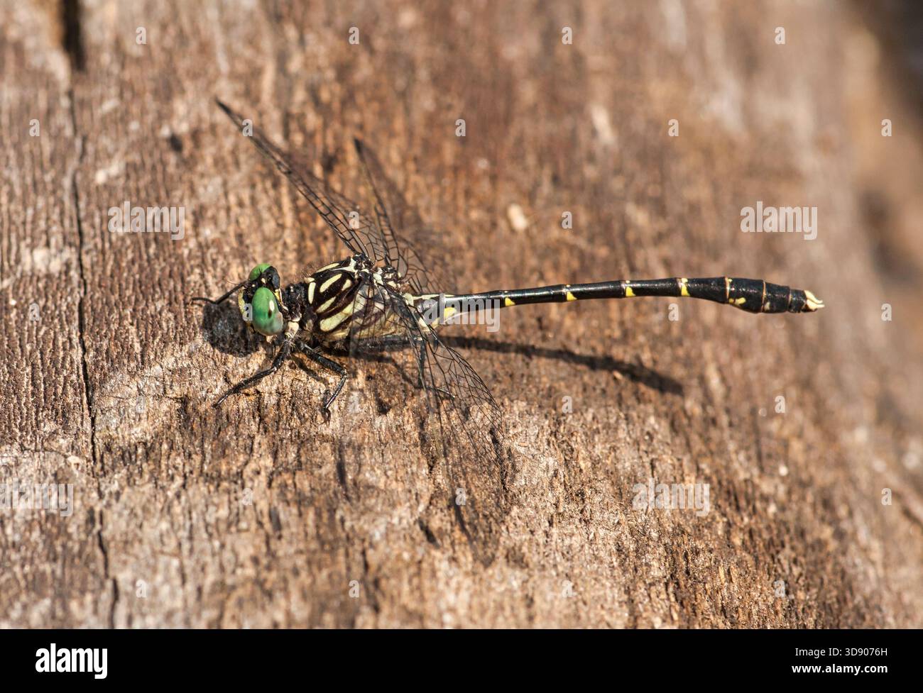 Die geringste Clubtail-Libelle ruht im Chequamegon-Nicolet National Forest, Florence County, Wisconsin, im Hochsommer auf einem Baumstamm. Stockfoto