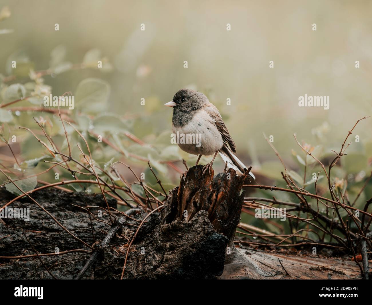 Dunkeläugiger Junco, der am Ende eines gefallenen Baumstamms tief auf der Wiese nach Käfern scheuert. Stockfoto