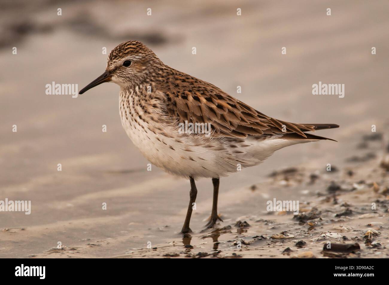 Sandpiper mit weißem Rumpel, der während der Migration im Spätsommer an einem Lake Michigan Beach in Racine, Wisconsin, steht. Stockfoto