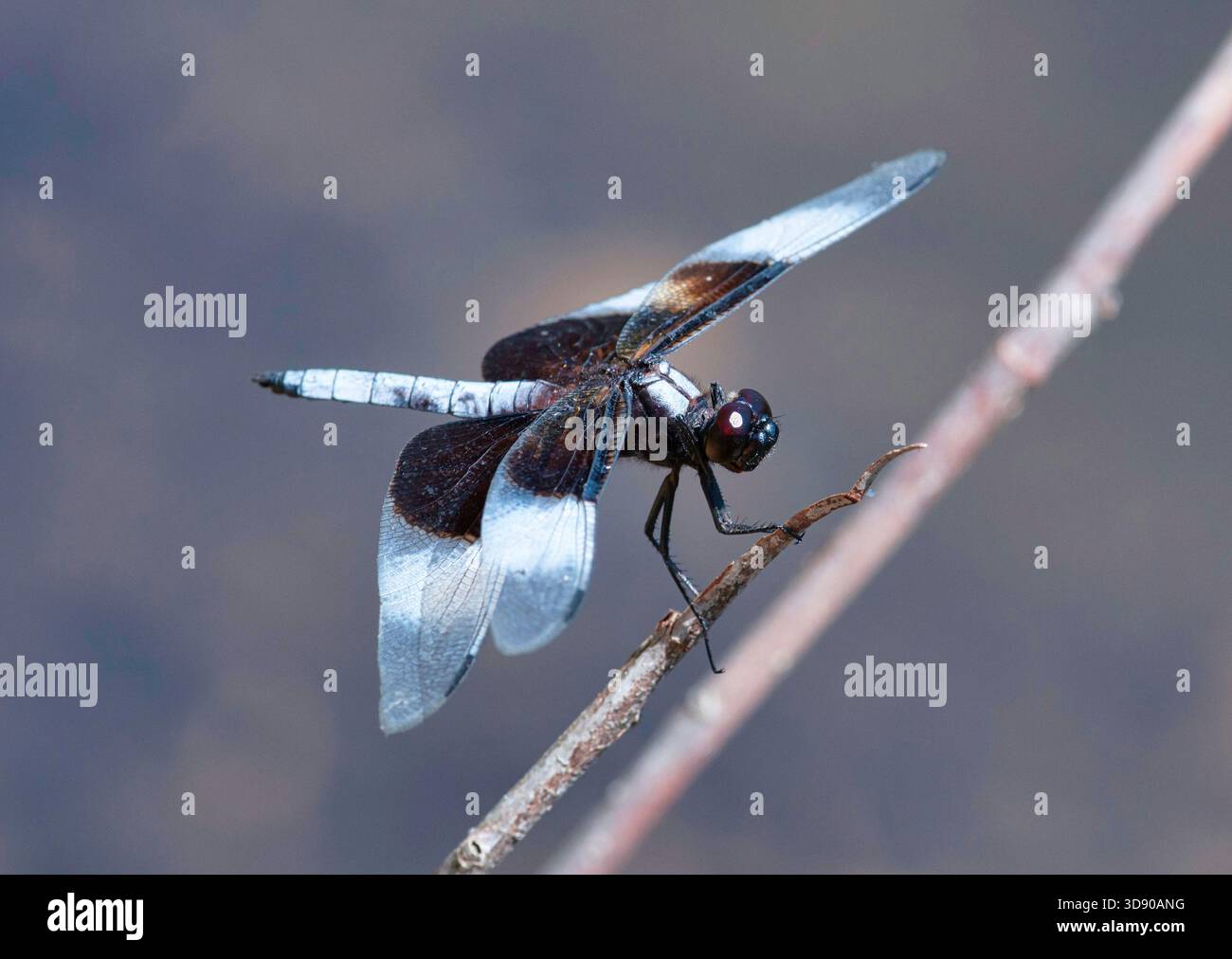 Witwe Skimmer Libelle ruht in der Sommervegetation im Chequamegon-Nicolet National Forest im Florence County, Wisconsin. Stockfoto