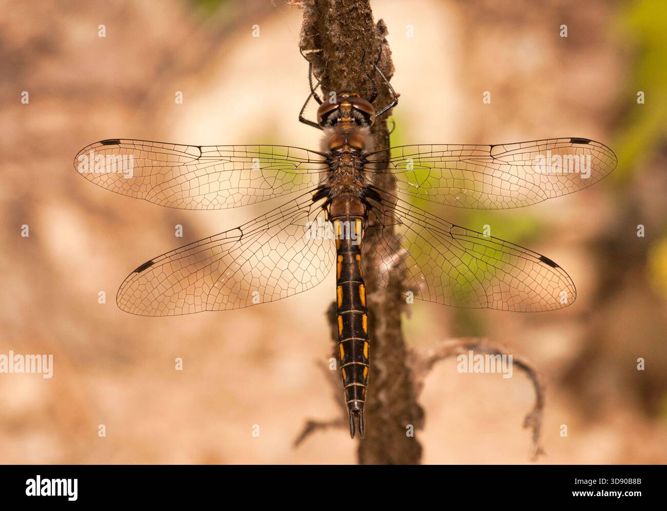 Die Libelle mit Stachelschwanz liegt auf getrockneter Vegetation im Chequamegon-Nicolet National Forest im Florence County, Wisconsin. Stockfoto
